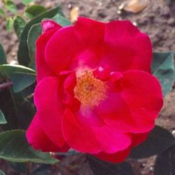 Teehybriden - Reine Marie Henriette