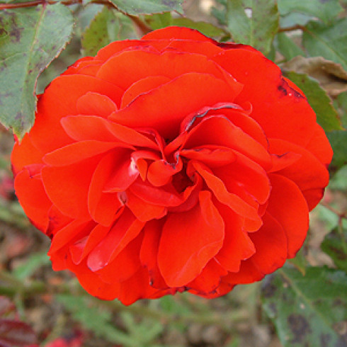 Floribunda Rosen (B�schelbl�her) - Remembrance