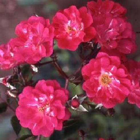 Rosa Moschata - Robin Hood