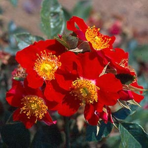 Bodendecker Rosen - Robin Redbreast
