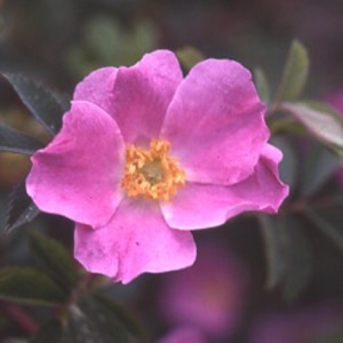 Wildrosen (Str�ucher) - Rosa acicularis nipponensis