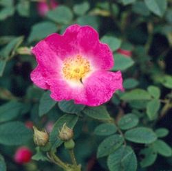 Wildrosen (Str�ucher) - Rosa andersonii