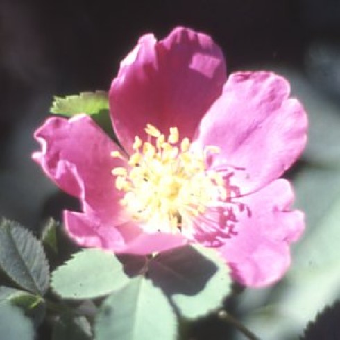 Wildrosen (Str�ucher) - Rosa blanda