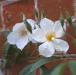 Kletterrosen und Rambler - zusammengefasst - Rosa brunonii
