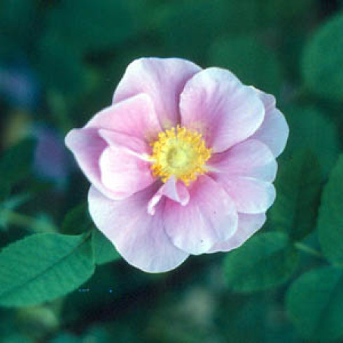 Wildrosen (Str�ucher) - Rosa californica plena