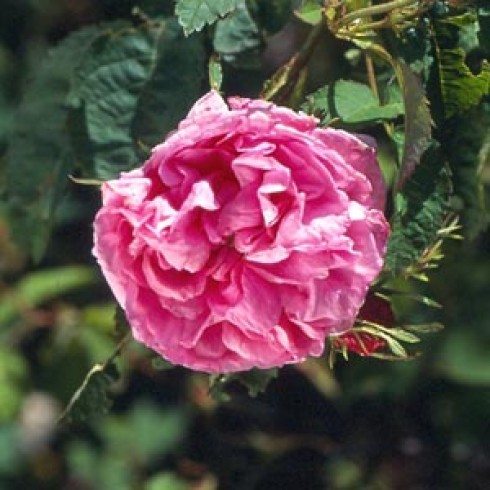 Rosa Centifolia - Rosa centifolia Bullata