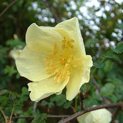 Wildrosen (Str�ucher) - Rosa earldomensis