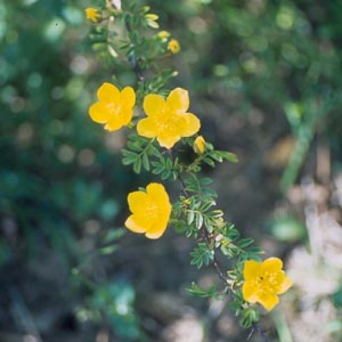 Wildrosen (Str�ucher) - Rosa ecae