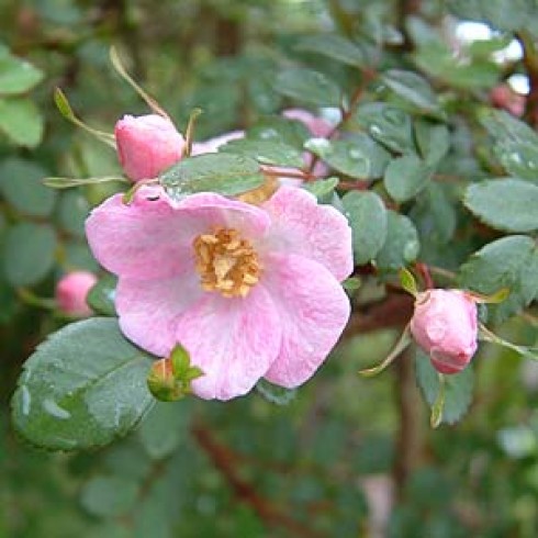Wildrosen (Str�ucher) - Rosa elegantula persetosa