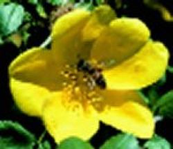 Wildrosen (Str�ucher) - Rosa foetida