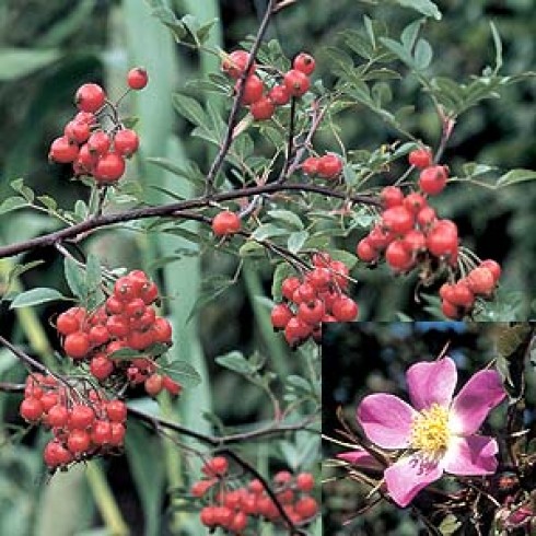 Wildrosen (Str�ucher) - Rosa glauca