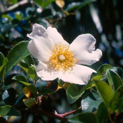 Kletterrosen und Rambler - zusammengefasst - Rosa laevigata