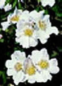 Wildrosen (Str�ucher) - Rosa macrantha