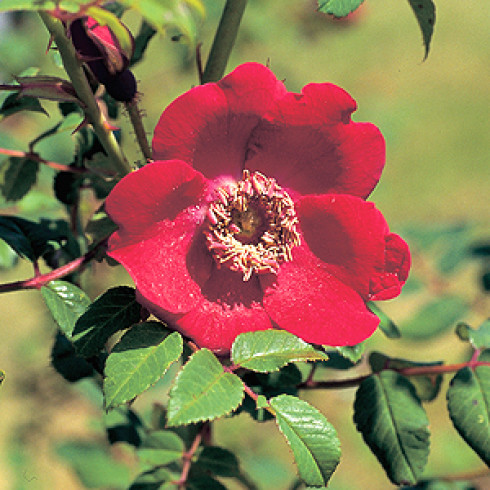 Wildrosen (Str�ucher) - Rosa moyesii Geranium