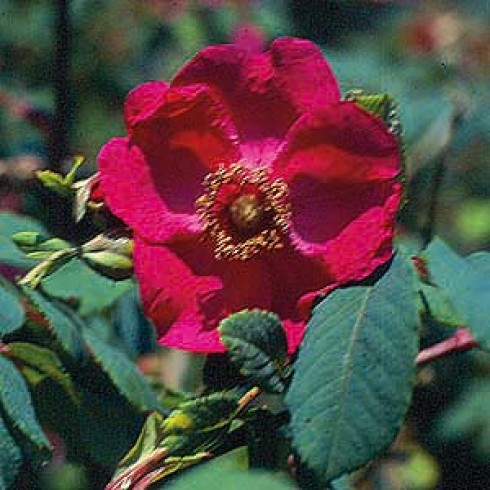 Wildrosen (Str�ucher) - Rosa moyesii
