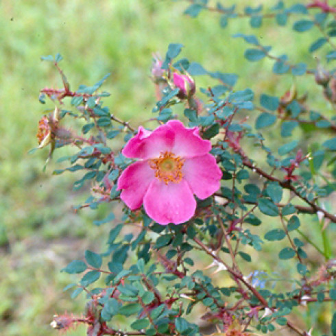 Wildrosen (Str�ucher) - Rosa multibracteata