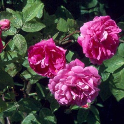 Kletterrosen und Rambler - zusammengefasst - Rosa multiflora platyphylla