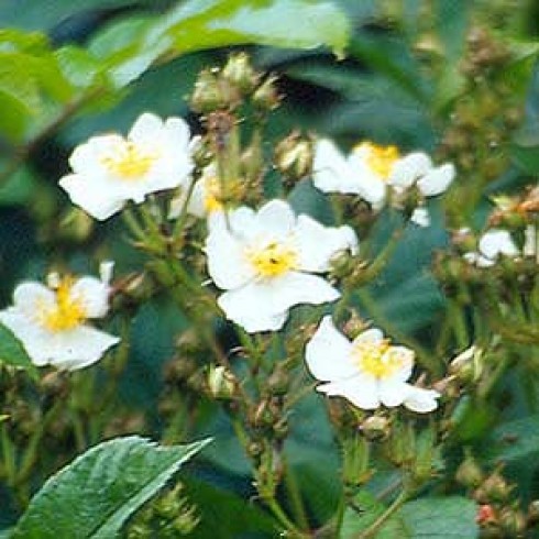 Wildrosen - Rosa multiflora