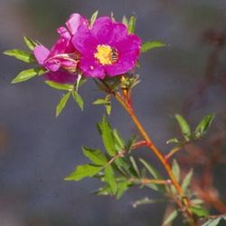 Wildrosen (Str�ucher) - Rosa nitida