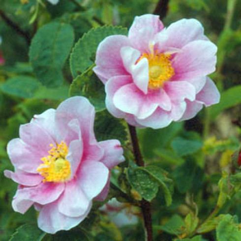 Wildrosen (Str�ucher) - Rosa nutkana plena
