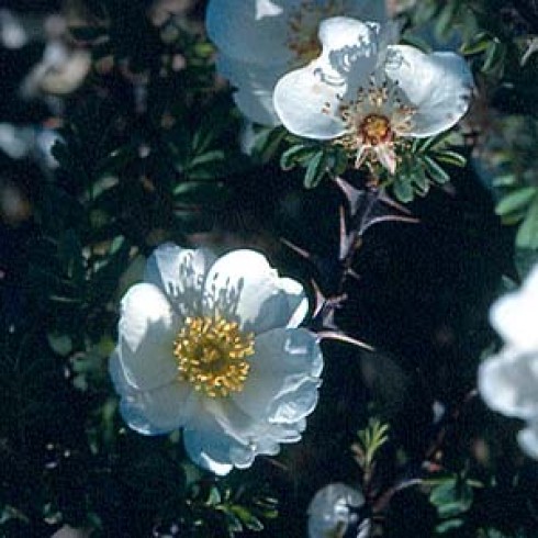 Wildrosen (Str�ucher) - Rosa omeiensis Red Wing