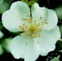 Wildrosen (Str�ucher) - Rosa omeiensis pteracantha