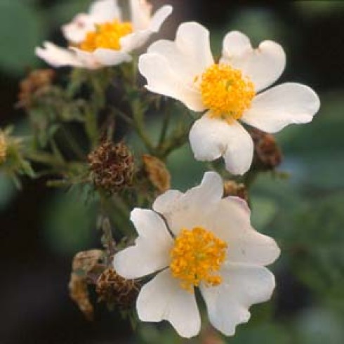 Wildrosen (Kletterer und Rambler) - Rosa phoenicia