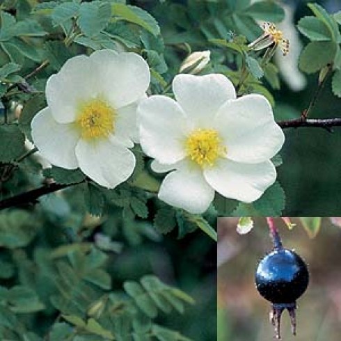 Wildrosen (Str�ucher) - Rosa pimpinellifolia