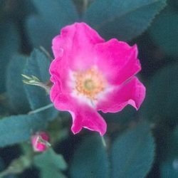 Wildrosen (Str�ucher) - Rosa pomifera