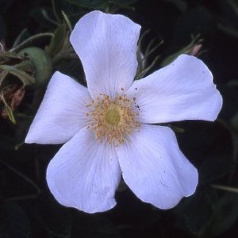 Rosa Rugosa (Kartoffelrosen) - Rosa rugosa Alba