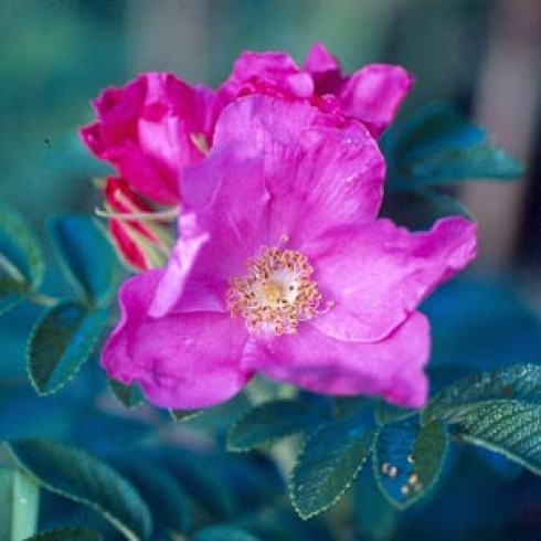 Rosa Rugosa (Kartoffelrosen) - Rosa rugosa typica