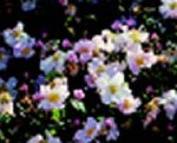 Wildrosen (Str�ucher) - Rosa sancta