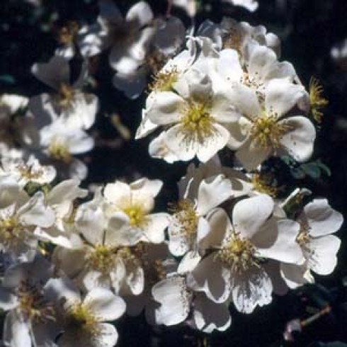 Wildrosen (Str�ucher) - Rosa soulieana