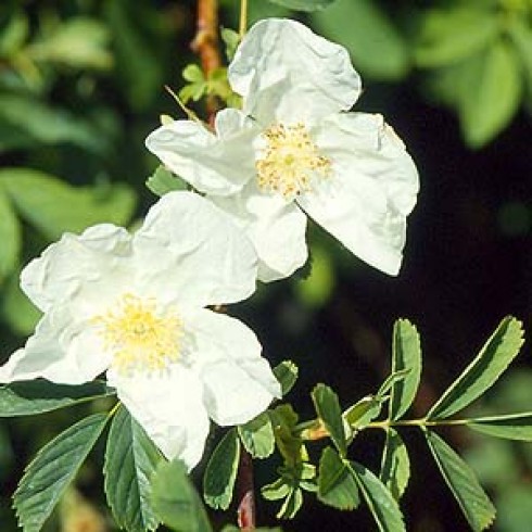 Wildrosen (Str�ucher) - Rosa spaldingii