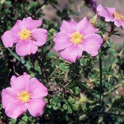 Wildrosen (Sträucher) - Rosa stellata mirifica