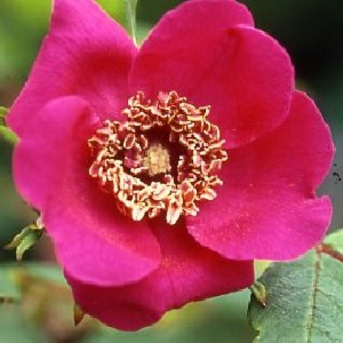 Wildrosen (Sträucher) - Rosa sweginzowii macrocarpa