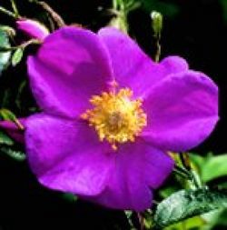 Wildrosen (Str�ucher) - Rosa virginiana