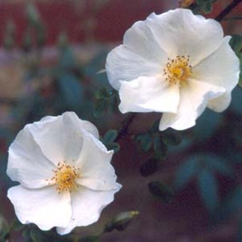 Wildrosen (Str�ucher) - Rosa x 'cantabrigiensis'