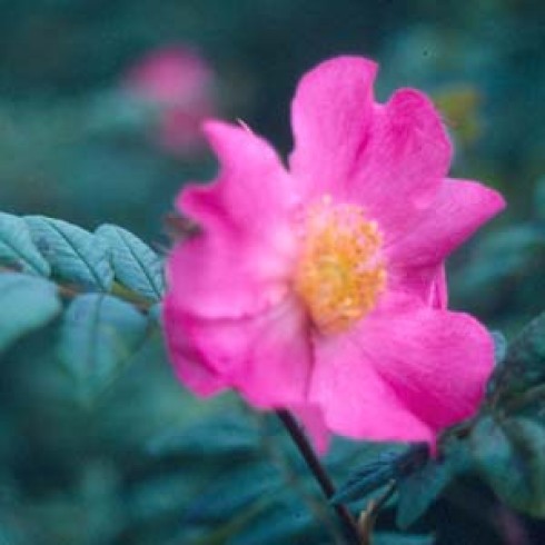 Wildrosen (Str�ucher) - Rosa x coryana