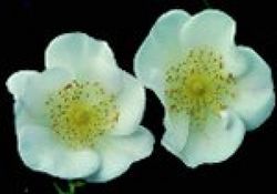 Wildrosen (Str�ucher) - Rosa x dupontii