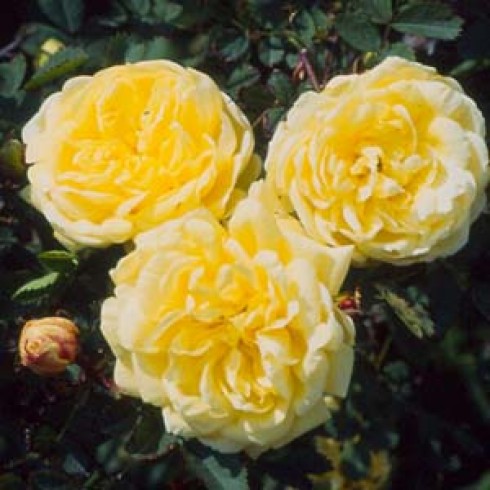Wildrosen (Str�ucher) - Rosa x harisonii