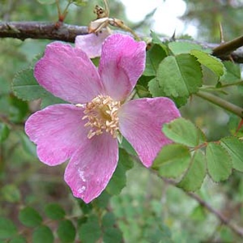 Wildrosen (Str�ucher) - Rosa x hibernica