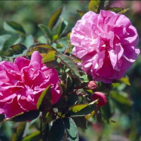 Wildrosen (Kletterer und Rambler) - Rosa x l'heritierana