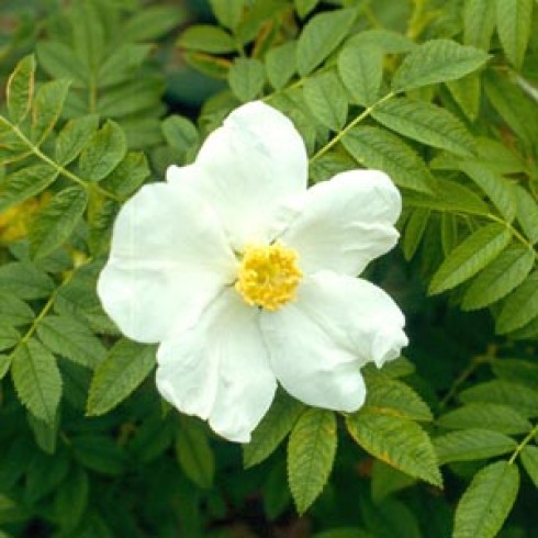 Wildrosen (Str�ucher) - Rosa x micrugosa alba