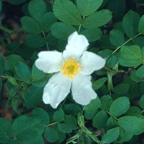 Wildrosen (Str�ucher) - Rosa x paulii