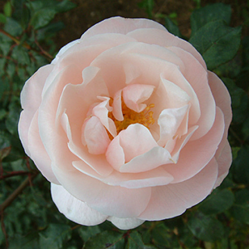 Moderne Strauchrosen - Rose Ball