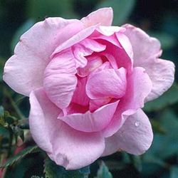 Moderne Strauchrosen - Rose d'Orsay