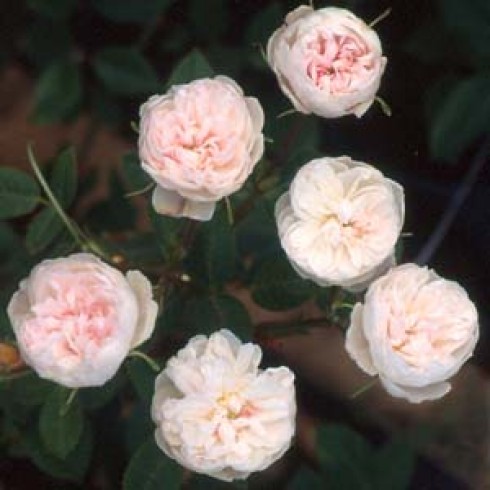 Rosa Centifolia - Rose de Meaux White