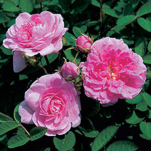Rosa Centifolia - Rose de Meaux
