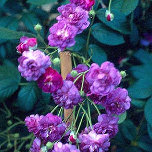 Multifloras - Rose-Marie Viaud